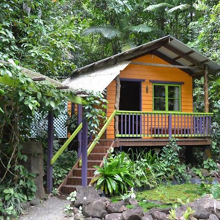 Rainforest Hideaway Cape Tribulation Esterno foto