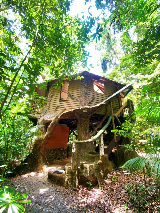 Rainforest Hideaway Cape Tribulation Esterno foto