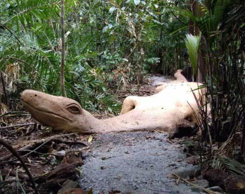 Rainforest Hideaway Cape Tribulation Esterno foto
