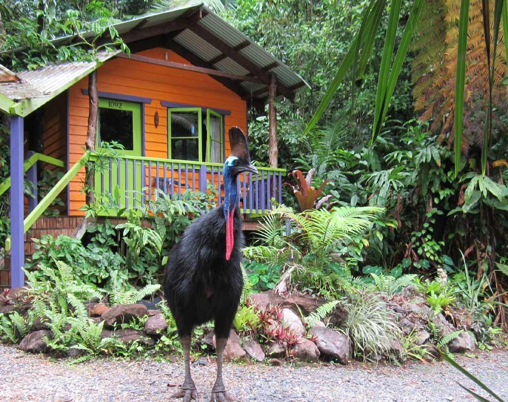Rainforest Hideaway Cape Tribulation Esterno foto